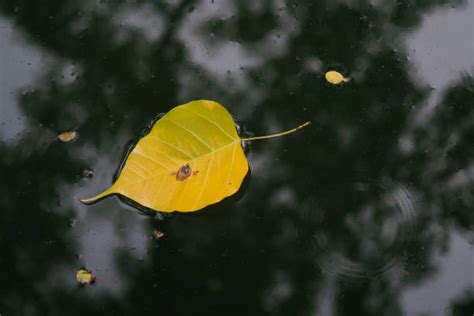 Leaves Floating On Water Stock Photos Pictures And Royalty Free Images