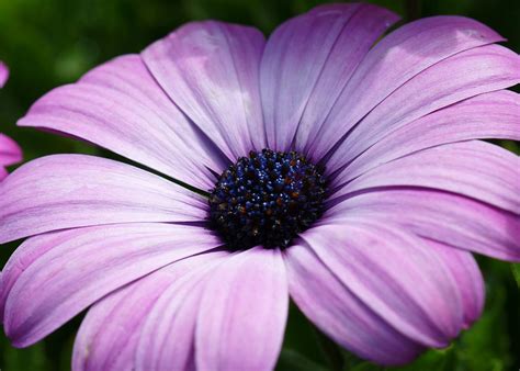 Purple Flower Macro Photograph By Edward Myers Fine Art America