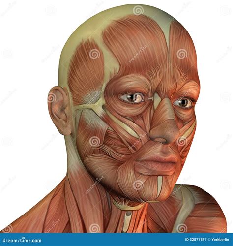 Muscle Structure Of Male Head Stock Illustration Illustration Of