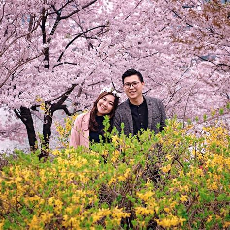 Pohon sakura di korea tetap dipertahankan hingga akhirnya jepang menyerah saat akhir perang dunia ii. Festival Musim Semi Korea Selatan, Cantiknya Bunga-bunga ...