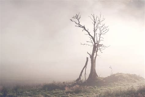 Lone Tree In The Mist Glen Devon