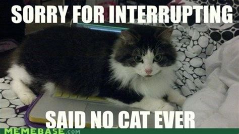 Sorry For Interrupting Funny Cats Funny Animals Crazy Cats