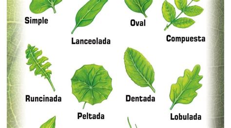 Clasificación de las hojas Archivos Ciencias Naturales Online