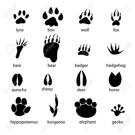 Graphic Set Of Animal Footprints On A White Background Animal