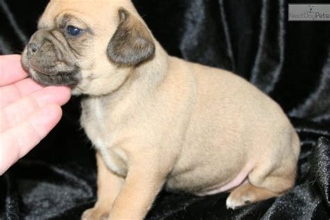 White Girl Puggle Puggle Puppy For Sale Near Western Ky Kentucky