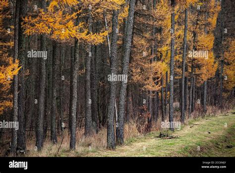 Autumn Forest Background Photo With Larch Trees Stock Photo Alamy