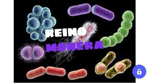 Reino Monera