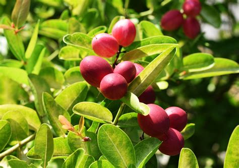 Miracle Berry Plant Miracle Fruit Tree