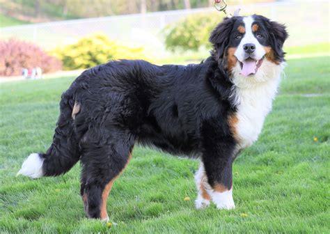 Akc Registered Bernese Mountain Dog For Sale Sugarcreek Oh Female Wi