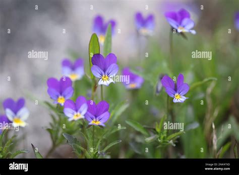 Viola Tricolor Known As Johnny Jump Up Heartsease Hearts Delight