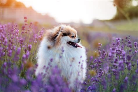 Check spelling or type a new query. 45 Gorgeous Flower Names for Dogs that Go Beyond Daisy and ...