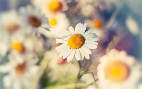 Cute Daisy Wallpapers Top Free Cute Daisy Backgrounds Wallpaperaccess