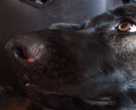 Why Does My Dog Have Pink Spots On His Nose