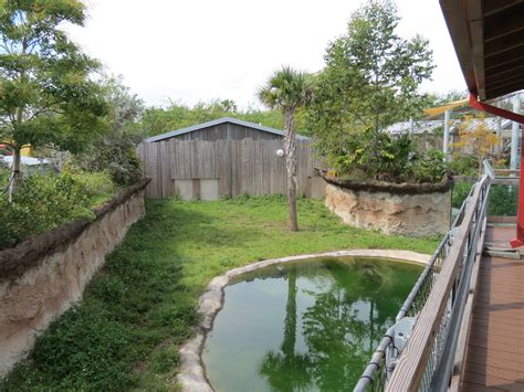 Florida Mission Everglades American Alligator Exhibit Zoochat