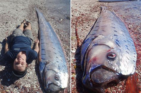 Giant Sea Monster Washes Up On Mexican Beach Daily Star