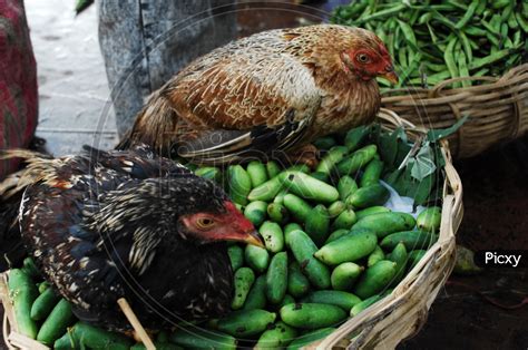 image of indian cock or hen in a vegetable basket om738134 picxy