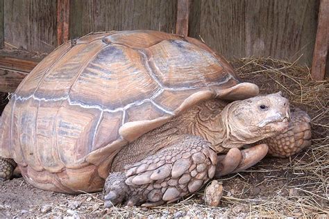 African Spurred Tortoise Fossil Rim Wildlife Center