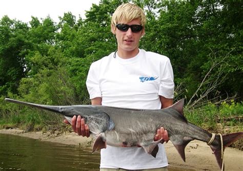 Professor Studies Paddlefish To Gauge Health Of Mississippi River