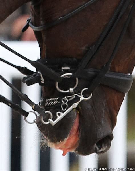 Fei Doubles Down On Eventing Blood Rule Little Changes For Dressage