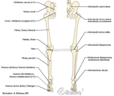 Anatomía Del Miembro Inferior Human Anatomy And Physiology Anatomy