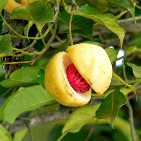 Buy Malabar Nutmeg Mace Onlline - Javitri Online - Thottam Farm Fresh