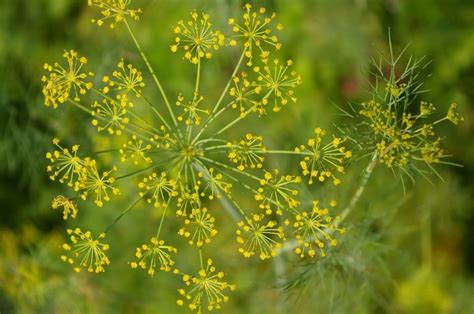 Aneth Bio Latelier Des Bons Plants