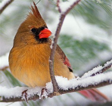 Northern Cardinal Bright Red Fierce Defender Winter Bird Birds