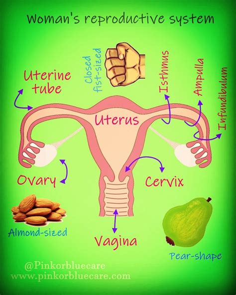 Female Reproductive System Diagram Anterior View