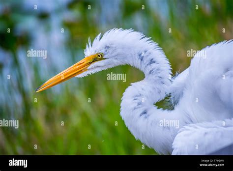 A Great White Egret In Everglades National Park Florida Stock Photo