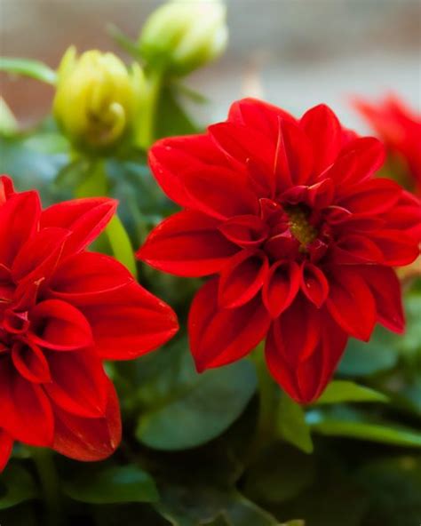 28 Best Red Flowers For Gardens Red Perennials And Annuals