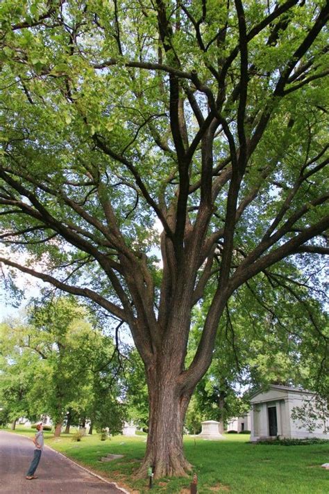 The 15 Best Elm Tree Species Rhythm Of The Home