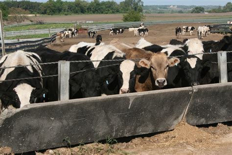Epa Permits Cover Only A Third Of Concentrated Animal Feeding