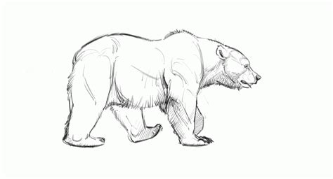Https://wstravely.com/draw/how To Draw A Bear Walking Away From You