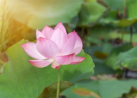Close Up Pink Lotus Flower Or Sacred Lotus Flower Nelumbo Nucifera