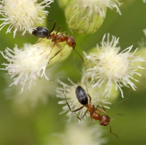 Ant Dorymyrmex Bicolor Bugguidenet