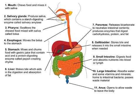 Life Processes Nutrition Transportation And Excretion