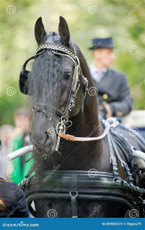 Black Friesian Horse Carriage Driving Harness Outdoor Royalty Free