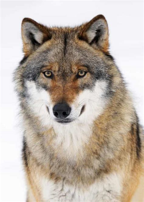 Landscape Of Fear Why We Need The Wolf Wildlife The Guardian