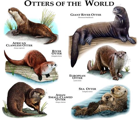 Otters Of The World Poster Print Etsy Australia