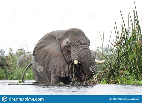 African Bush Elephant Loxodonta Africana African Elephant Murchison