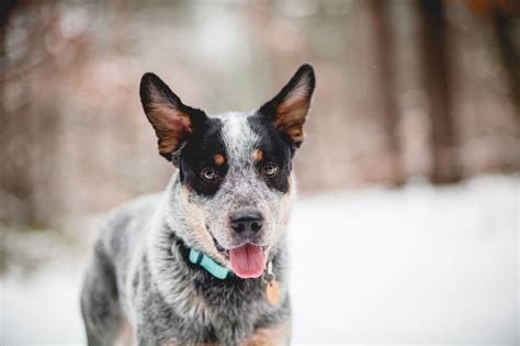 Conoce La Raza Australian Blue Heeler El Perro Pastor Australiano