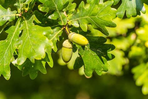 Growing fruit trees are somewhat different to other plants, in that there is an intermediate growing stage where the seed must be grown into a sapling before being planted into a cleared fruit tree patch. Ripe Acorn (fruit Or Seed Of The Oak Tree) Stock Photo ...
