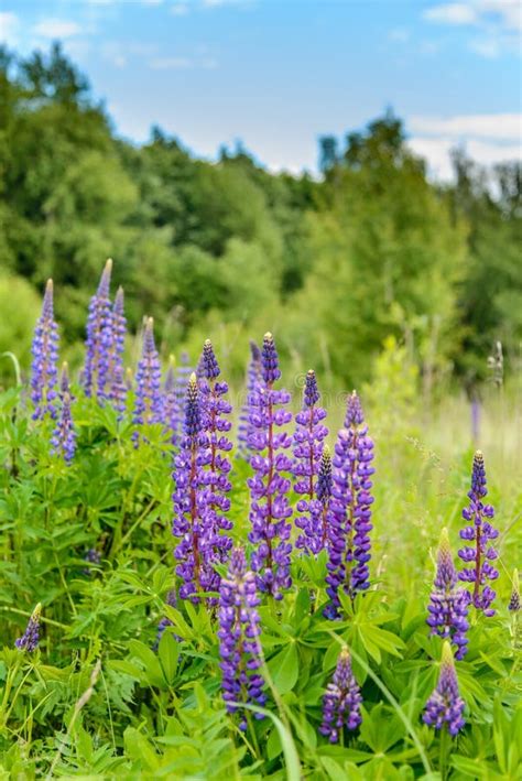 Several Wild Growing Lupines Blossomed Stock Photo Image Of Herb