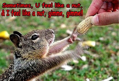 Squirrel Funny Animal Humor Photo 20269100 Fanpop