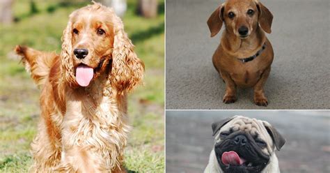 100 Most Popular Dog Breeds As Voted By The Public In