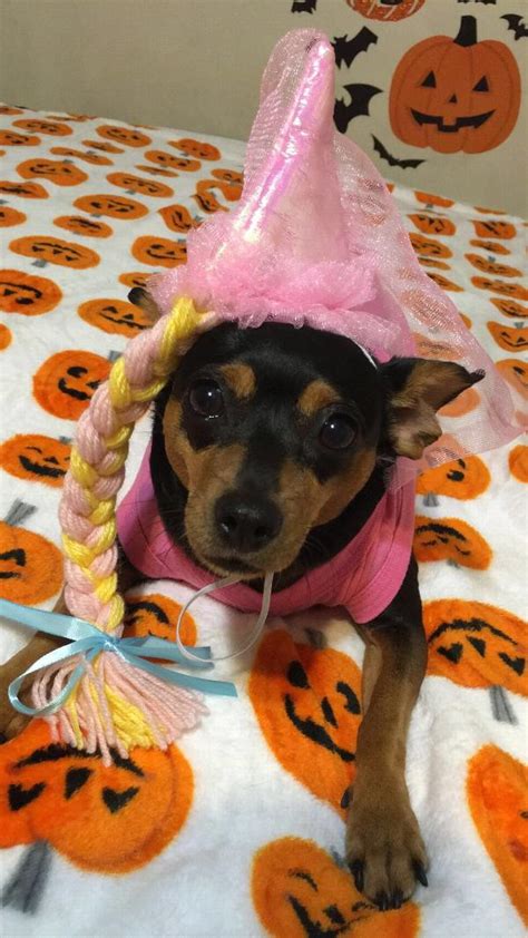 Princess Dog Hat With Braid Pink Baxterboo