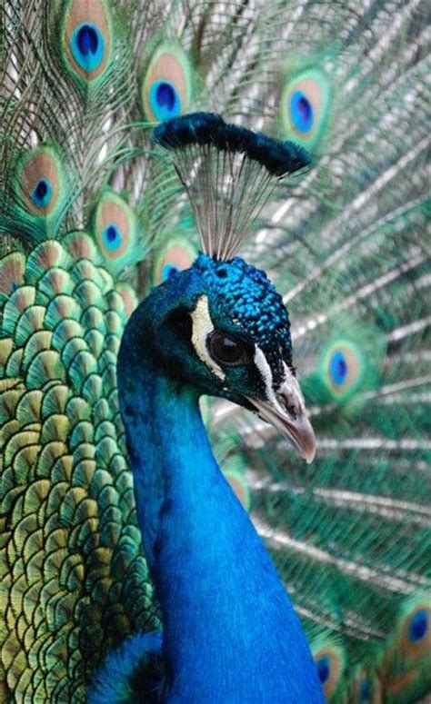 This trope is the origin of the old saying proud as a peacock, as well as the fact that a group of peacocks is called an ostentation. Peacock | Beautiful Nature | Pinterest | Indian, I love ...
