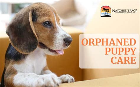 How To Care For Orphaned Puppies Holistic Vet Nashville Tn