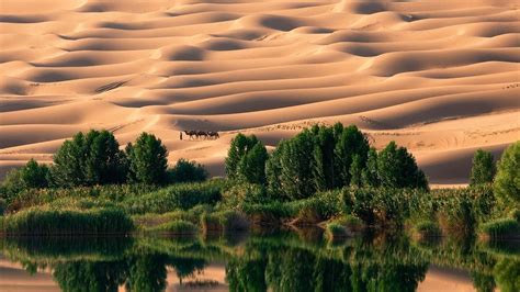 Desert Oasis Wallpaper 57 Images