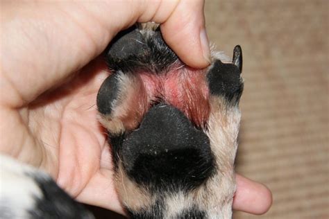 Supports Dogs Pododermatitis In Dogs Is Called Inflammation Which